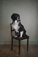 chairdog